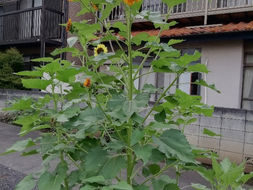 ひまわり #こだま治療院 #鍼 #灸 #整体 #接骨 #所沢 #狭山ヶ丘