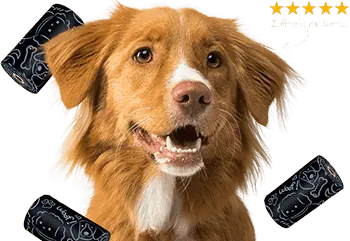 img-dog-rescute-main-test6.webp
