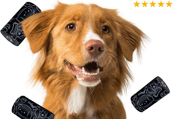 img-dog-rescute-main000.png