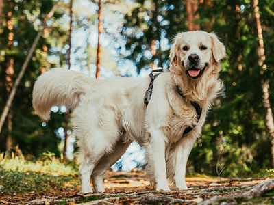 The Connection Between Stray Care and Earth Care