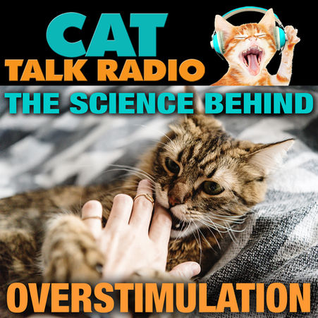 Why Cats Become Overstimulated (And Why They Sometimes Bite)