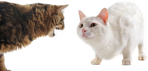 Non-Recognition Aggression Between Cats: Understanding and Managing the Issue