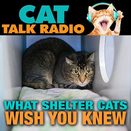 Behind the Curtain: What Shelter Cats Wish You Knew