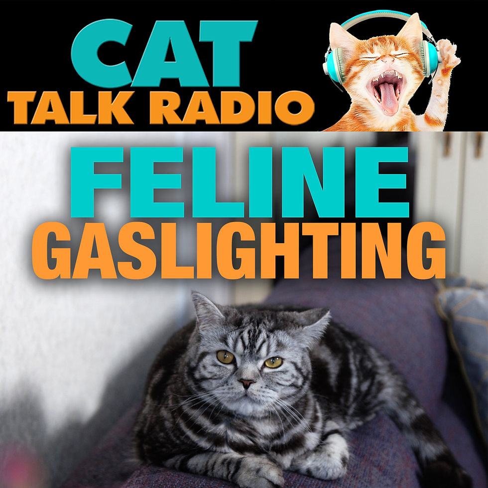 Feline Gaslighting: Why Your Cat Acts Differently Around Different People