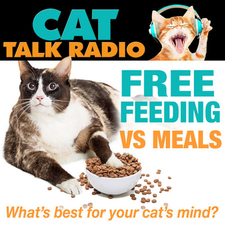 The Grazing Myth: Why Meal Feeding is Better for Your Cat's Mind