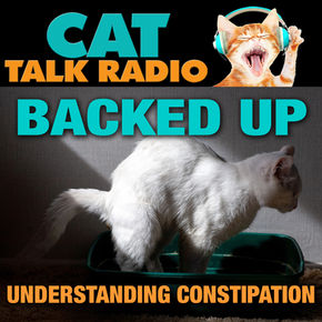 Constipation in Cats: What Causes It, How to Spot It, and How to Help