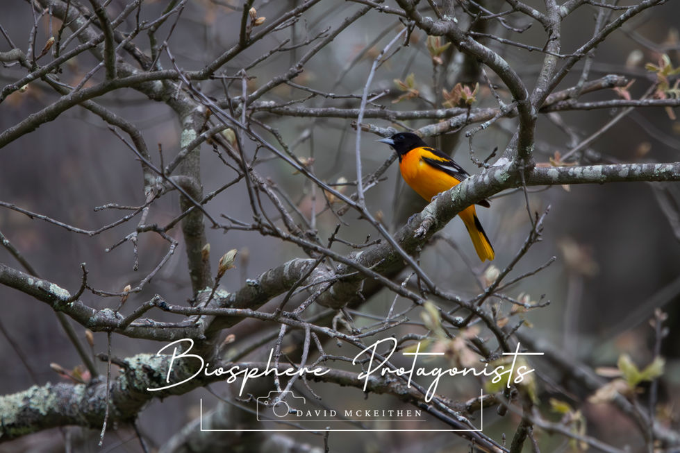 Baltimore Oriole 2023 Spring