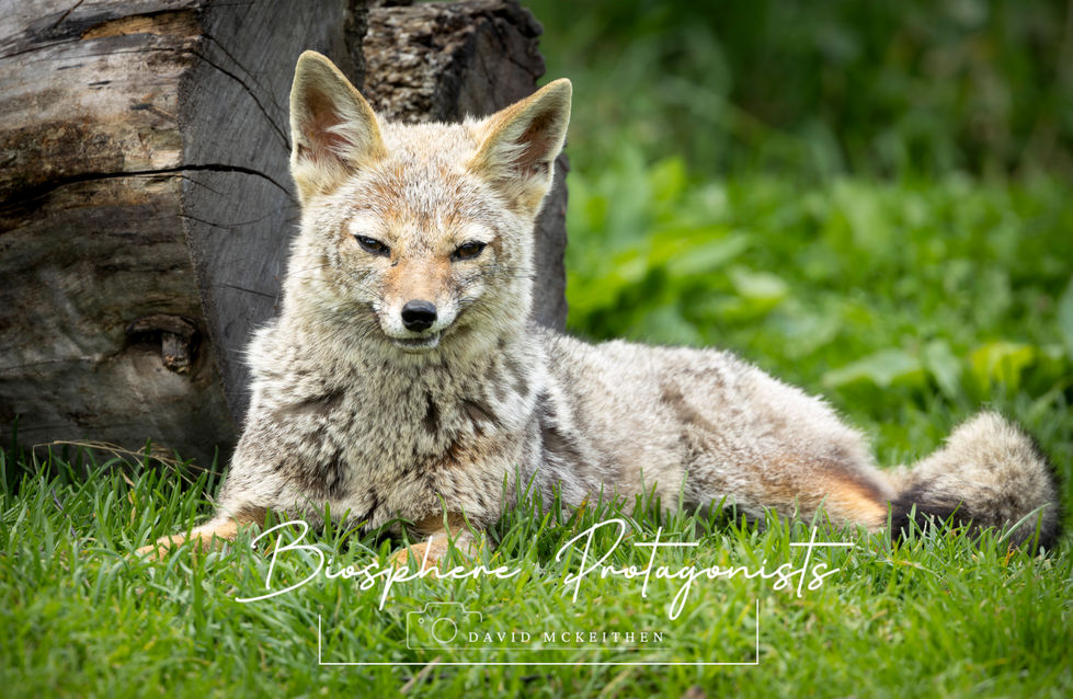 gray Fox - laying down close front