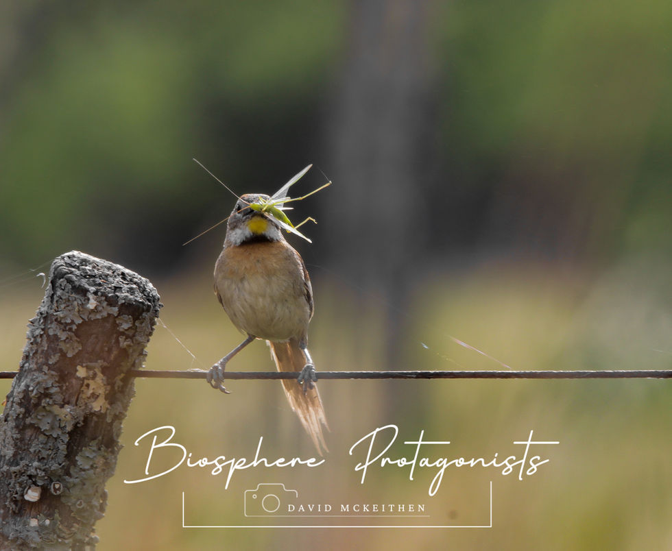 Chotoy insecto Ceibas