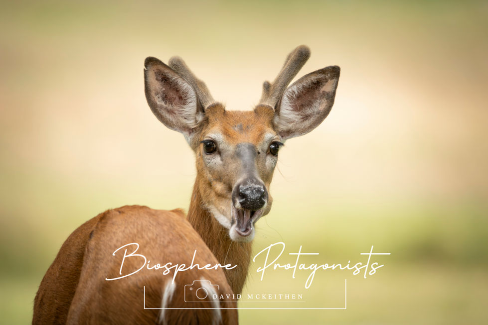 Deer Apple Eating - comical