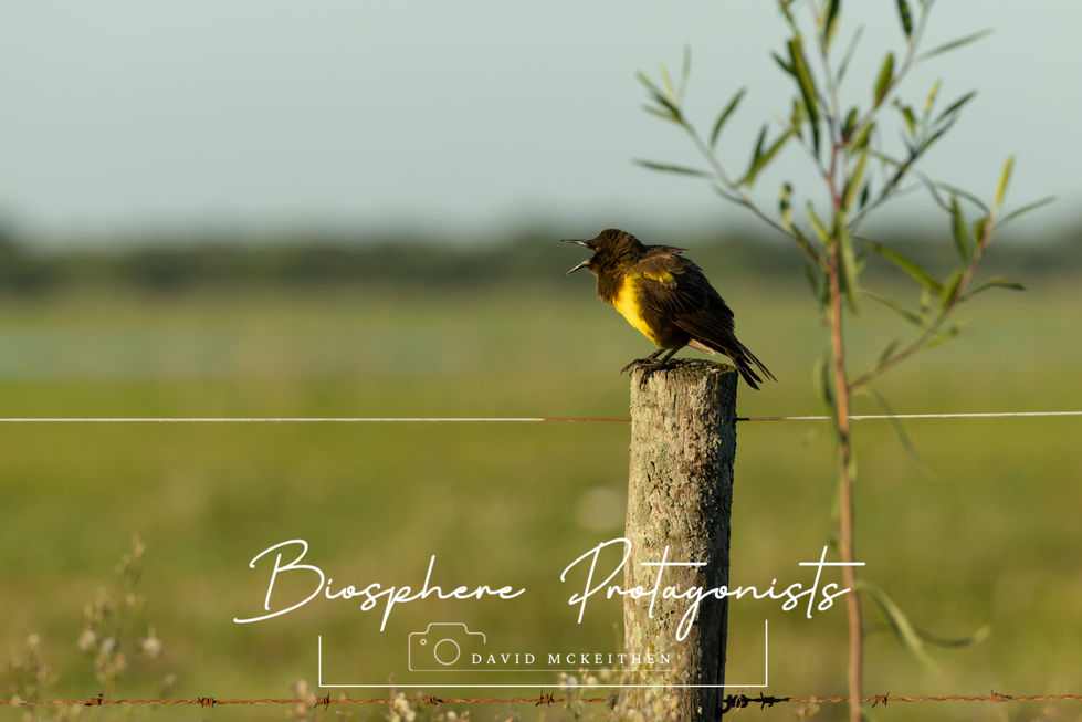 Pecho Colorado Shout