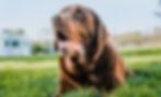 A brown dog lays in the grass looking up at the sky and foaming at the mouth.