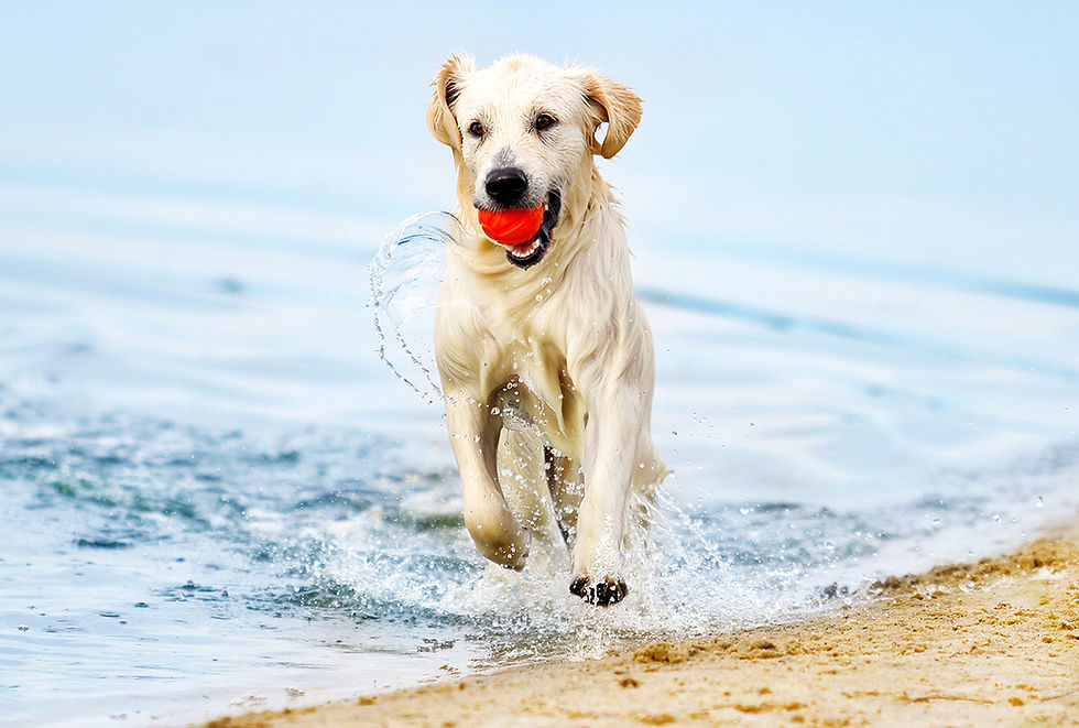 A small white dog runs through the water at the shoreline with a red ball in its mouth.