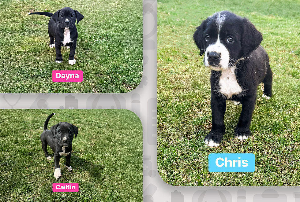 Three black and white puppies are standing in a grassy yard