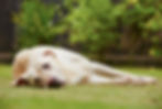 A white dog lies on its side on the grass in a parklike setting.
