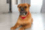 A golden dog lays on the floor wearing a red bandana and looks to be foaming at the mouth.
