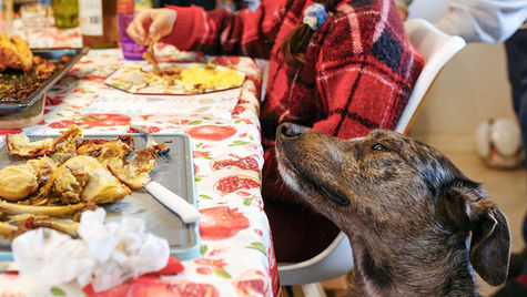 A dog looks at a tray of chicken on a table.