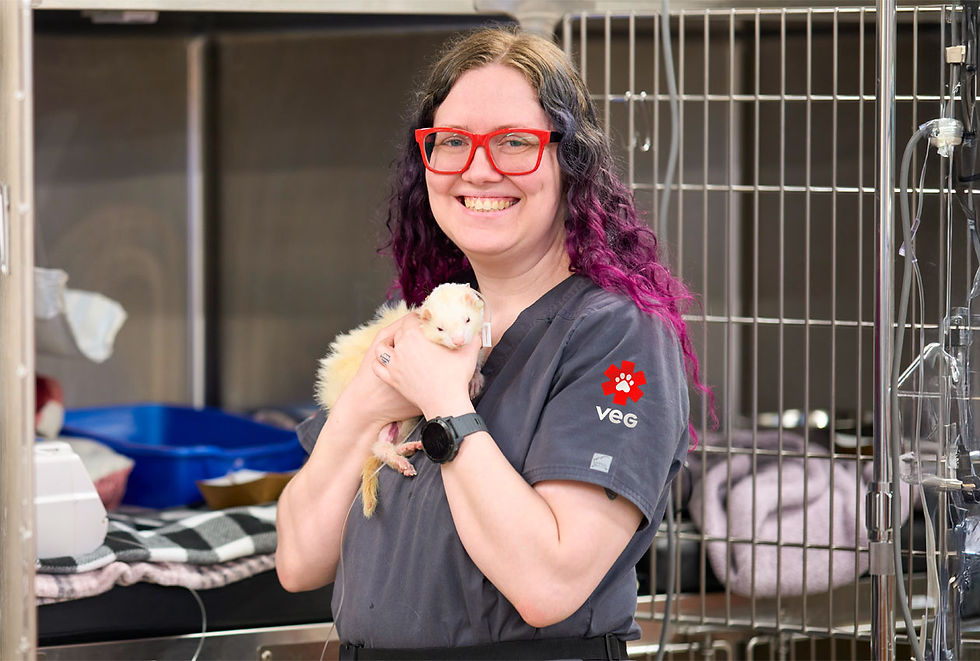 A white ferret is held by a veterinarian at VEG ER for Pets.