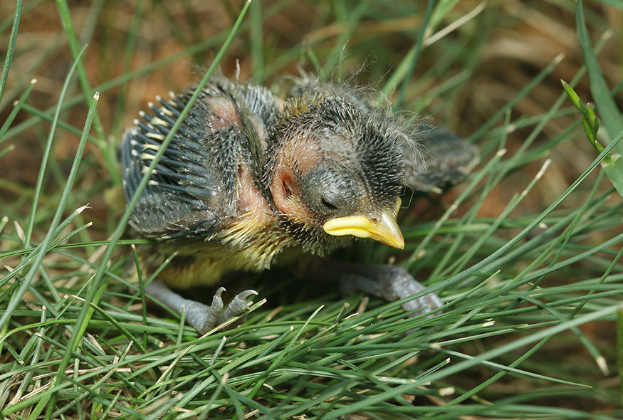 A baby bird that fell from a nest stands on grass.