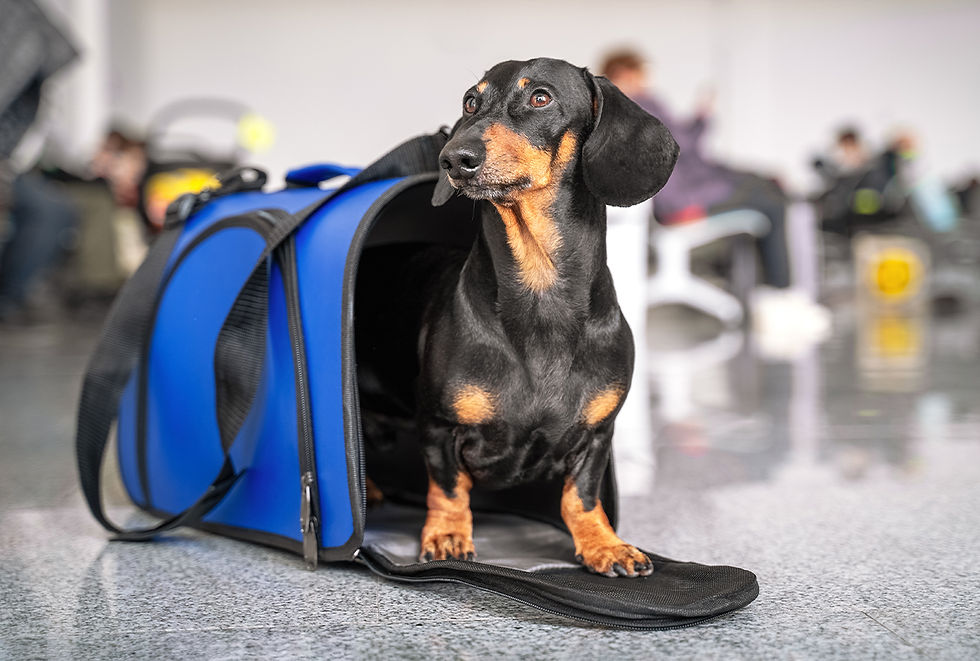 A black and brown Dachshund peeks out from a blue travel carrier in an airport. 