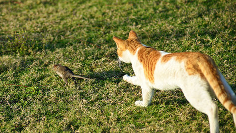 An orange and white cat chases a mouse running on grass.