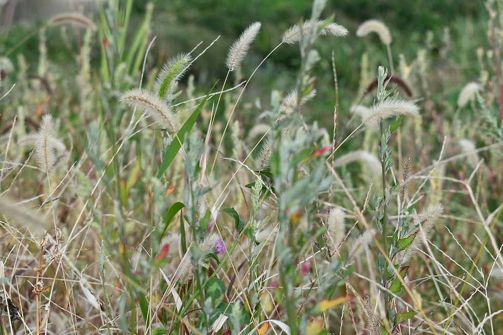 A field of foxtail grass, a plant that can be very dangerous to dogs.