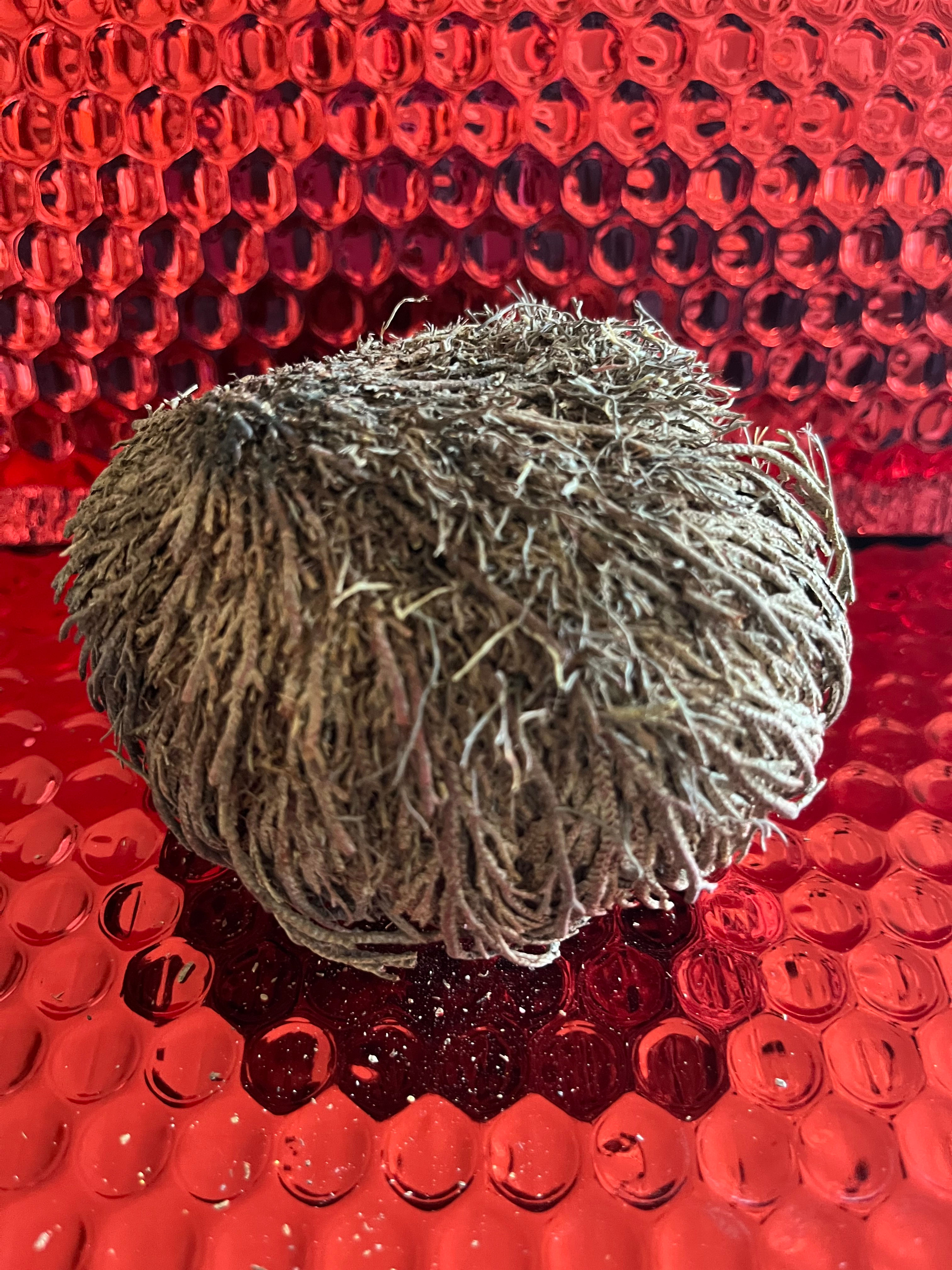 A rose of Jericho sits upon a red shipping package. It is in its dormant state.