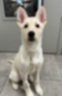 A white dog sits on the floor of a vt hospital with a bandage on it's fore leg