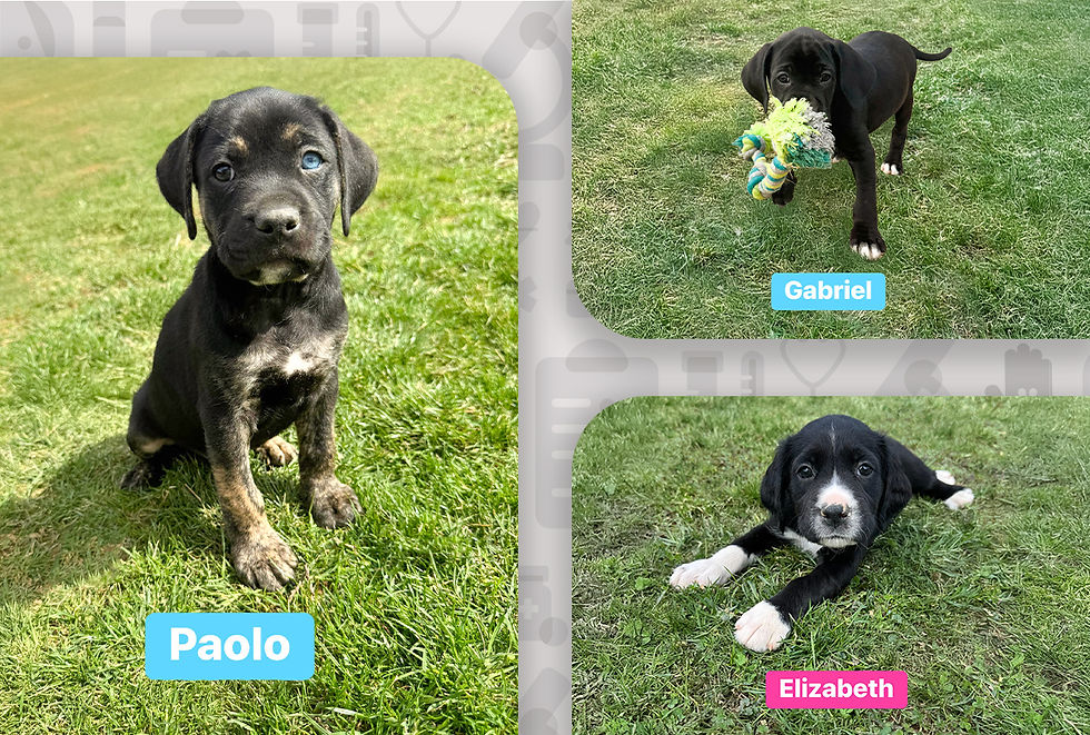 Three healthy puppies are shown sitting and laying in a grassy yard