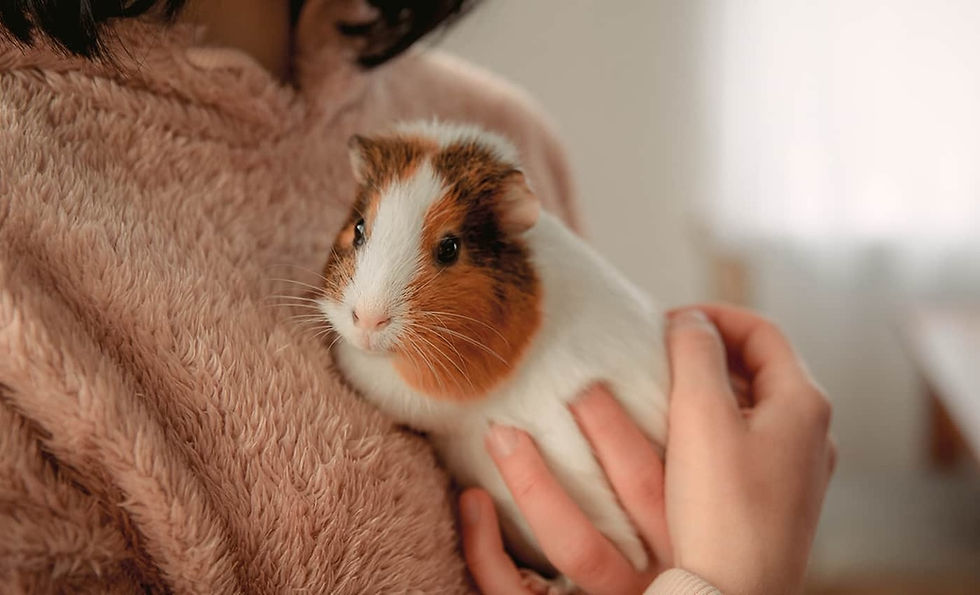 How to Keep Exotic Pets Warm in Winter