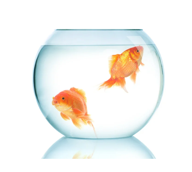2 goldfish swimming in a clear bowl