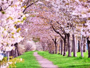 5/1(六)春の蘭本,百花齊放一抹香 - 紐西蘭 & 日本微型自然酒展