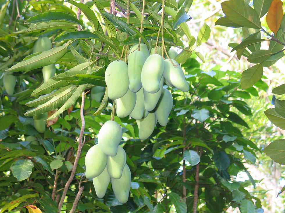 Thumbnail: INDIAN PAKSTANI MANGO TREE SINDHRI MANGO GRAFTED THE BEST MANGO IN THE WORLD