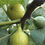Thumbnail: LARGE TURKISH FIG TREE THE BEST FIG IN THE WORLD