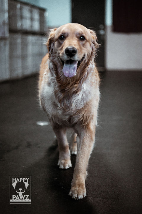 Ready for more daycare fun at Happy Pawz Resort