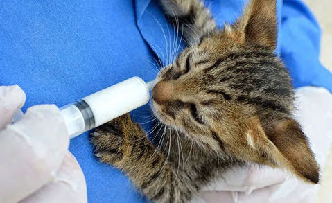  - Kitty Clinic of Clinton Township
