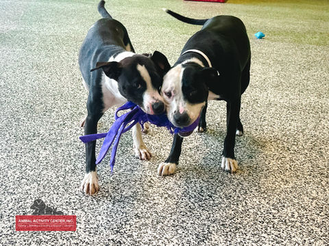 Tug of War at Animal Activity Center, Inc.