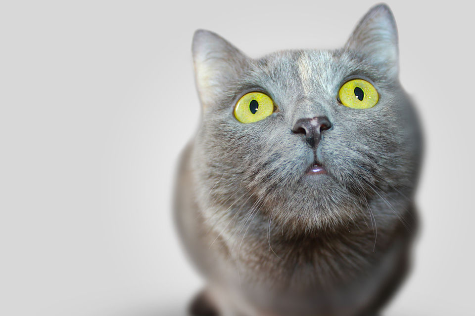  - Kitty Clinic of Clinton Township