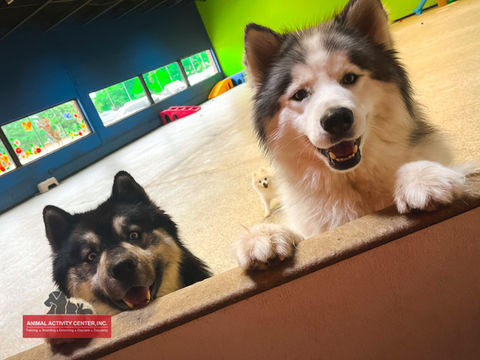 Hi Pet Parents!
Animal Activity Center, Inc.