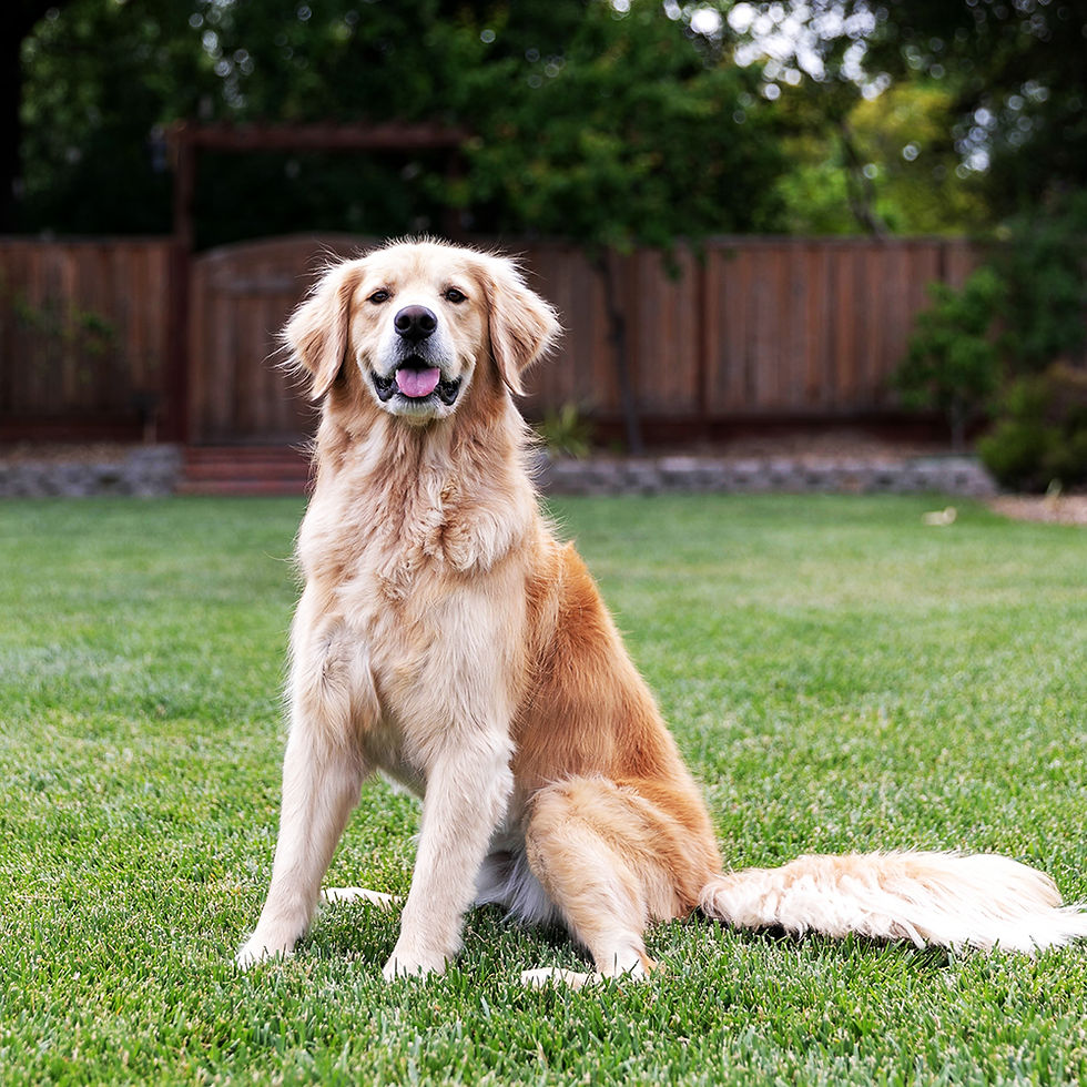 vecteezy_dogs-standing-in-a-line-wearing-graduation-caps-and-gowns_23945262 (1).jpg