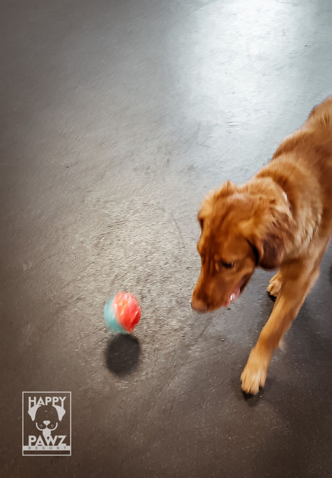 Playtime with engagement and enrichment