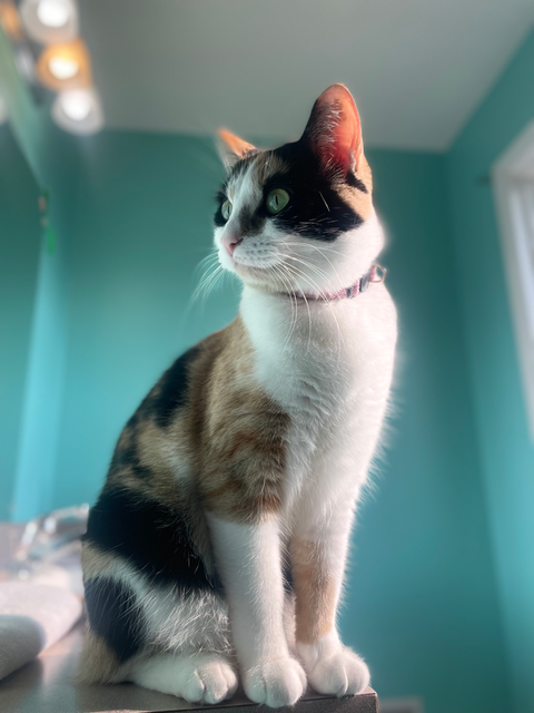  - Kitty Clinic of Clinton Township