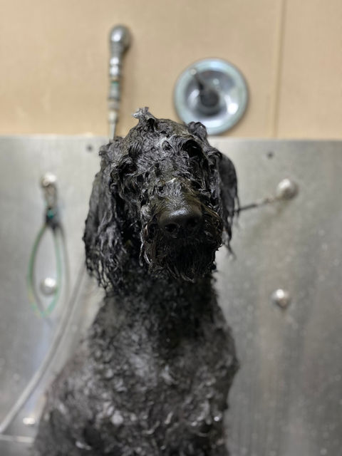 Bath Time at Animal Activity Center, Inc.
