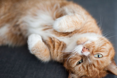  - Kitty Clinic of Clinton Township
