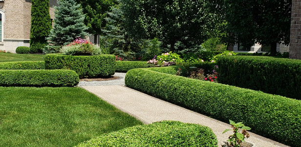 shrubs d .jpeg