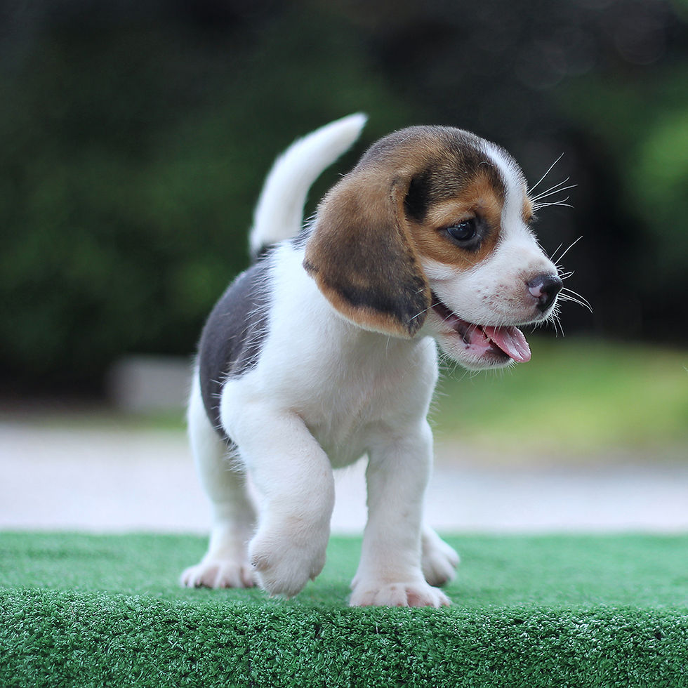 New Puppy 90-minute course