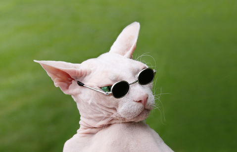  - Kitty Clinic of Clinton Township