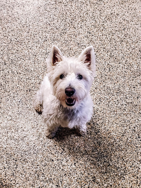 Cooper is enjoying some play time at Tree Lodge Pet Resort