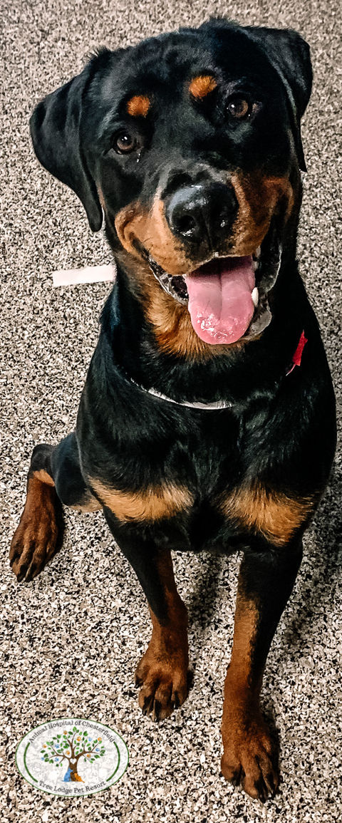 Duke is looking Dapper at Tree Lodge Pet Resort