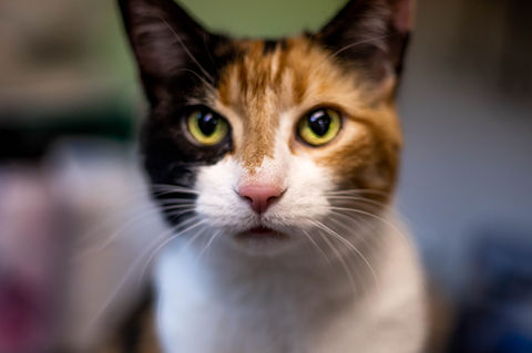  - Kitty Clinic of Clinton Township